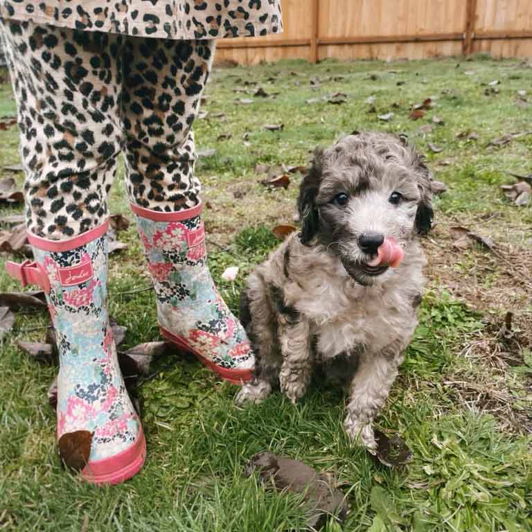 A small dog with curly hair sits on grass beside a child in colorful floral rain boots and leopard-print leggings. Fallen leaves hint at outdoor exercise, while a wooden fence stands in the background.