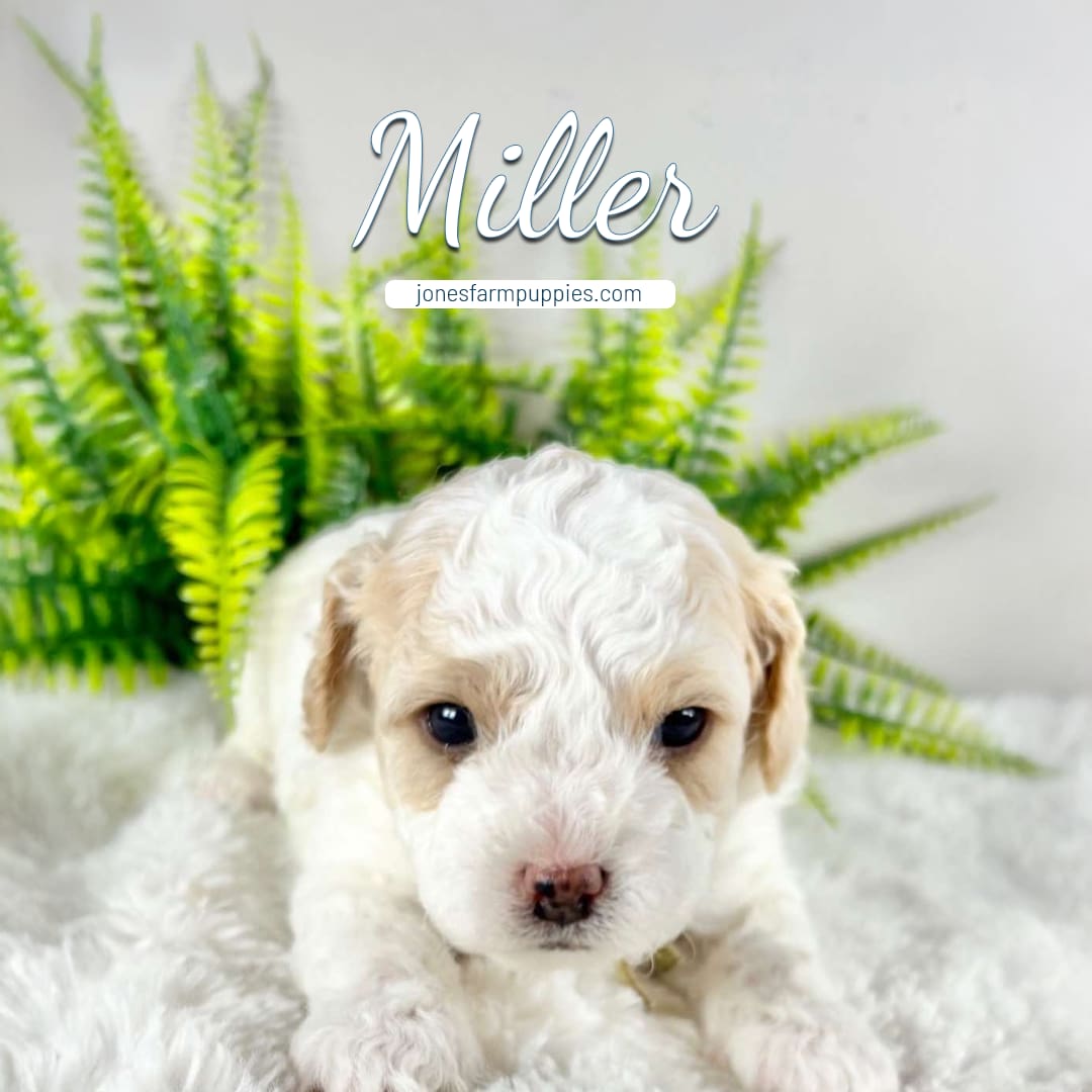 A small, curly-haired white and tan Cavapoo puppy sits on a fluffy white surface in front of green ferns. The word Miller appears above the puppy, along with the website jonesfarmpuppies.com—your source for Cavapoo Puppies For Sale.