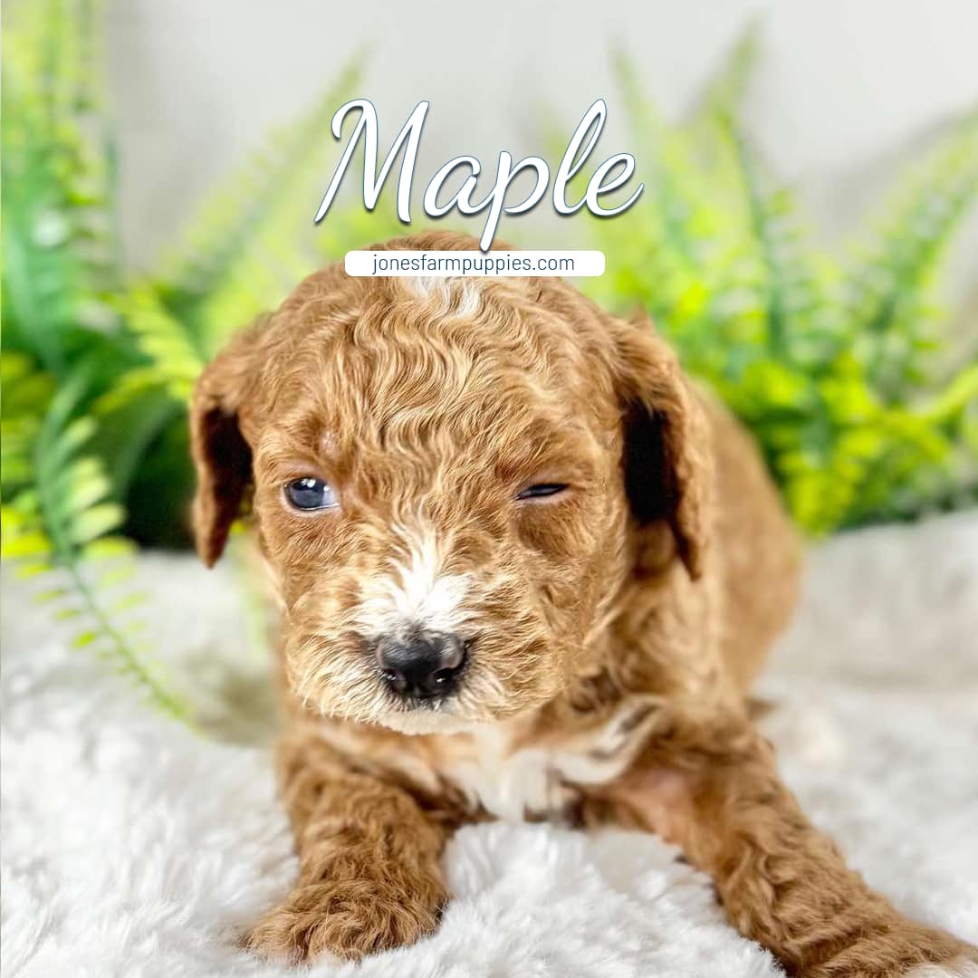 A curly-haired brown puppy named Maple winks while sitting on a fluffy white blanket, with green ferns blurred in the background. The text Maple, Cavapoo Puppies For Sale, and jonesfarmpuppies.com appear above the puppy.