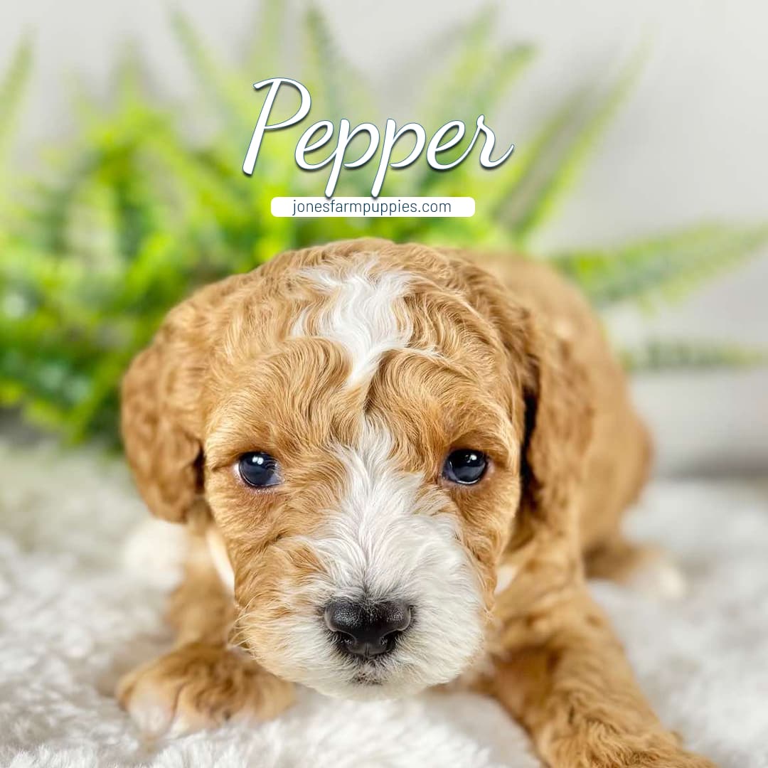 A curly-haired brown and white puppy named Pepper lies on a soft white surface with green plants in the background. The text Pepper, Cavapoo Puppies For Sale, and jonesfarmpuppies.com appear above the puppy.