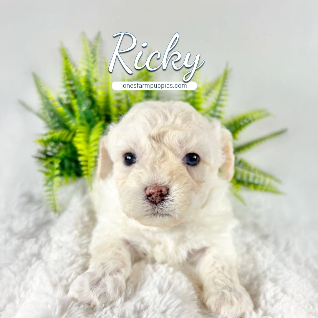 A fluffy white Cavapoo puppy lies on a soft white blanket with green fern leaves behind it. The text Ricky and jonesfarmpuppies.com appear at the top, showcasing adorable Cavapoo Puppies For Sale.