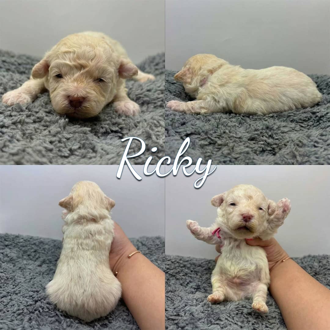 Four photos of a small, light-colored puppy named Ricky on a gray fluffy surface. This adorable Cavapoo puppy is shown from the front, side, back, and held upright with a paw raised. “Ricky” is written in the center. Cavapoo Puppies For Sale.