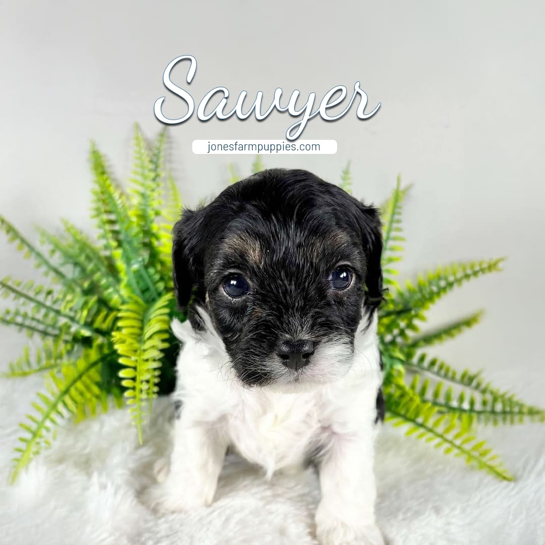 A small black and white puppy sits on a soft white surface with green fern leaves behind it. The name Sawyer, jonesfarmpuppies.com, and Cavapoo Puppies For Sale are written above the puppy.