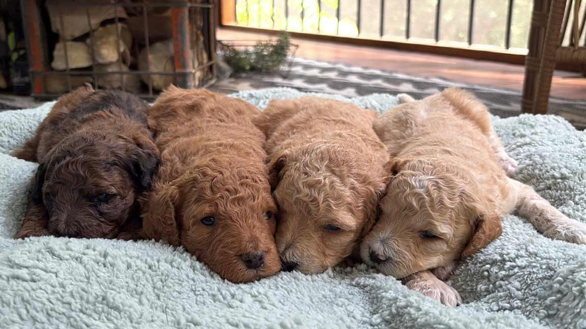 Four curly-haired puppies lie close together on a soft, light blue blanket, resting indoors near a window. The dogs sniff the air curiously, with wooden flooring and a black railing in the background.