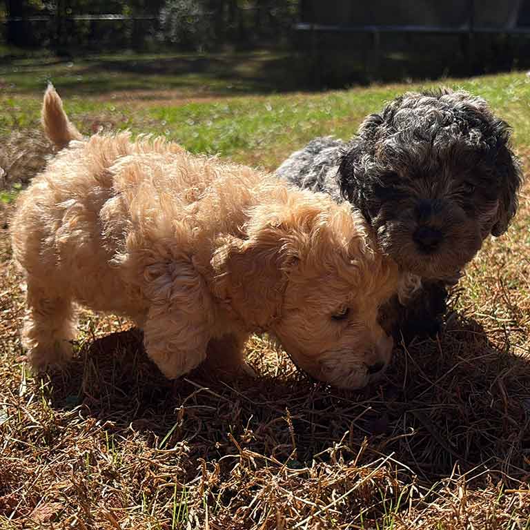 Two small, curly-haired dogs sniff the ground together on a grassy patch outdoors—one light tan and one dark gray—with sunlight highlighting their fur.