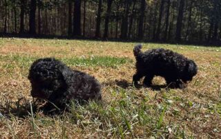 Two small black puppies play on a grassy field with trees and sunlight in the background. One dog sniff s the ground while the other explores, both enjoying their playful adventure.