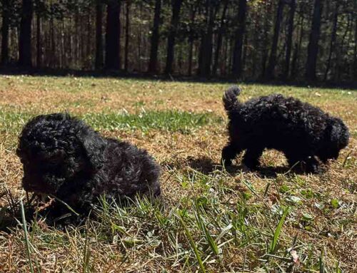 Why Dogs Sniff Everything on Walks: The Truth Behind the Nose