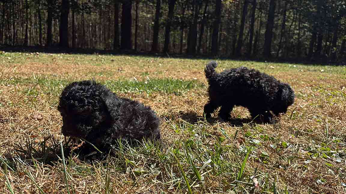 Two small black puppies play on a grassy field with trees and sunlight in the background. One dog sniff s the ground while the other explores, both enjoying their playful adventure.