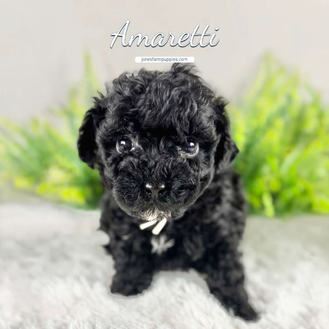 A small black curly-haired Cavapoo puppy sits on a soft gray surface with green plants in the background. The word Amaretti is written above the puppy's head in cursive text, perfect for those searching Cavapoo Puppies For Sale.