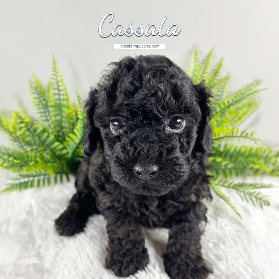 A small, fluffy black Cavapoo puppy with curly fur sits on a white surface in front of green fern leaves. The text Cassala appears above the puppy, highlighting adorable Cavapoo Puppies For Sale.