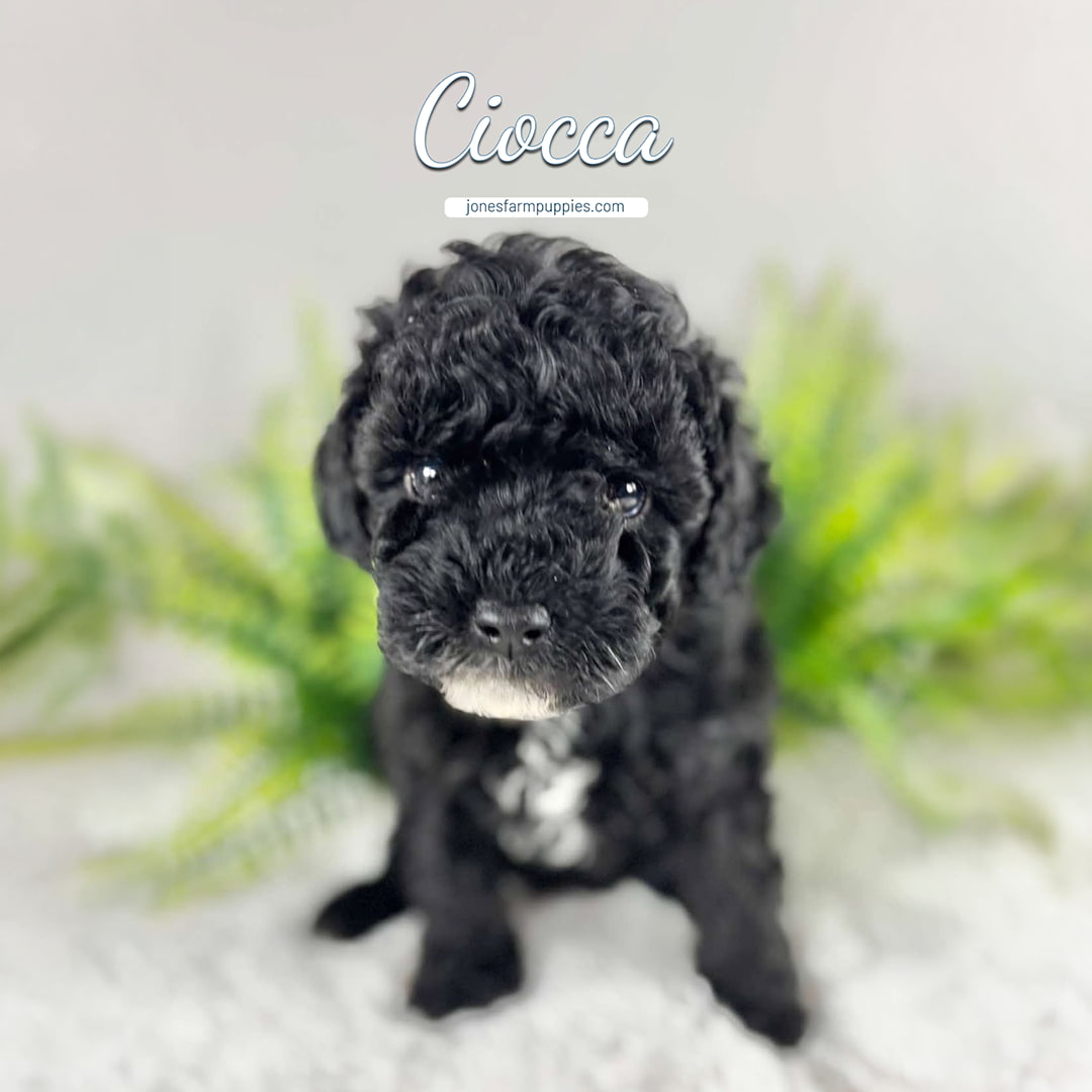 A curly-haired black Cavapoo puppy with a white patch on its chest sits on a fuzzy white surface with green ferns in the background. Text above the puppy reads Ciocca and jonesfarmpuppies.com—your source for Cavapoo Puppies For Sale.