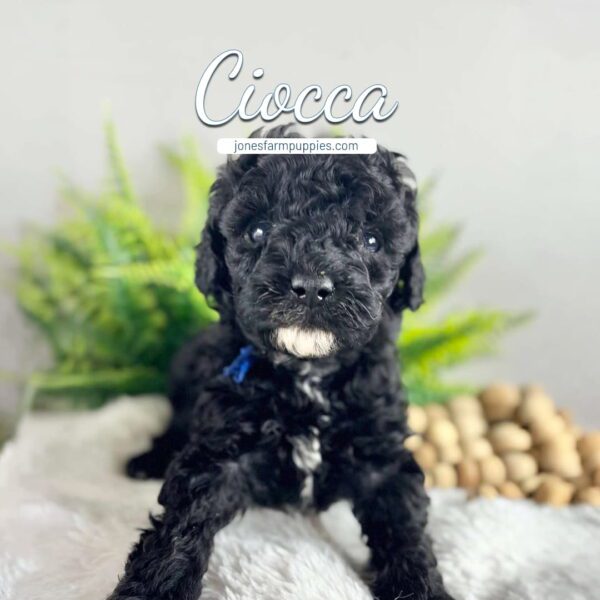 A curly black Cavapoo puppy with a small white patch on its chest sits on a white fluffy surface. Greenery and wooden beads decorate the background. The word Ciocca appears above, highlighting our Cavapoo Puppies For Sale. choosing a cavapoo puppy