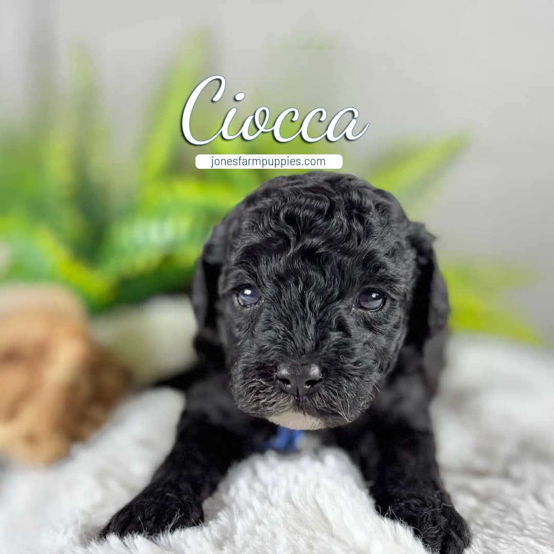 A small, curly-haired black Cavapoo puppy lies on a soft white blanket with green plants in the background. The word Ciocca appears above, along with the text jonesfarmpuppies.com—your destination for Cavapoo Puppies For Sale.
