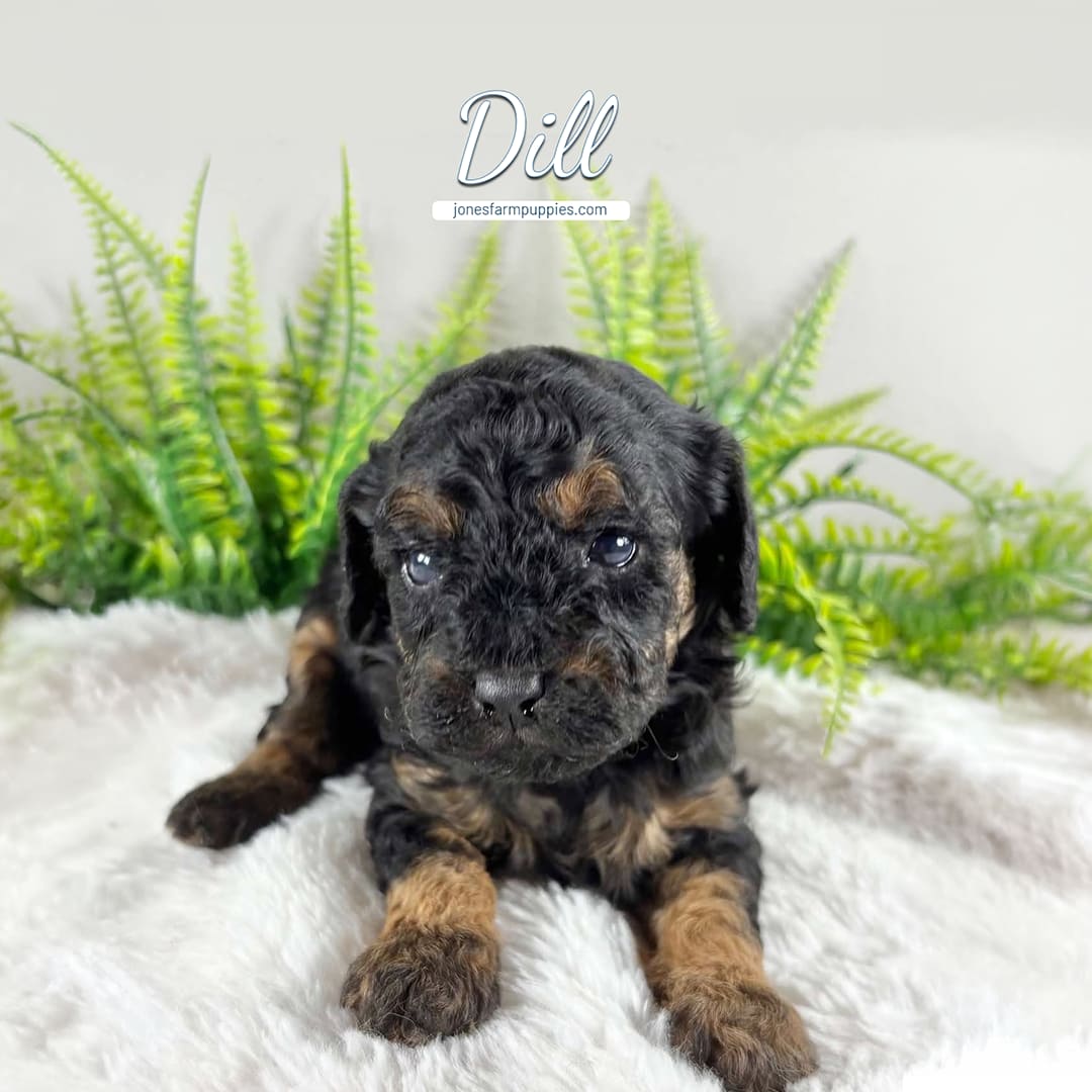 A small black and brown Cavapoo puppy named Dill sits on a soft white surface in front of green fern plants, looking at the camera. The name Dill and a Cavapoo Puppies For Sale website are displayed above its head.