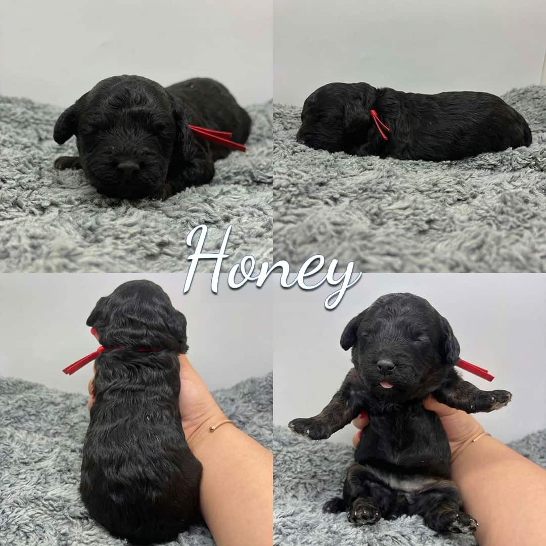 A collage of four images features Honey, a small black Cavapoo puppy with a red ribbon collar, shown lying, sitting, and being held on a soft gray surface. Perfect inspiration if you’re looking for Cavapoo Puppies For Sale.