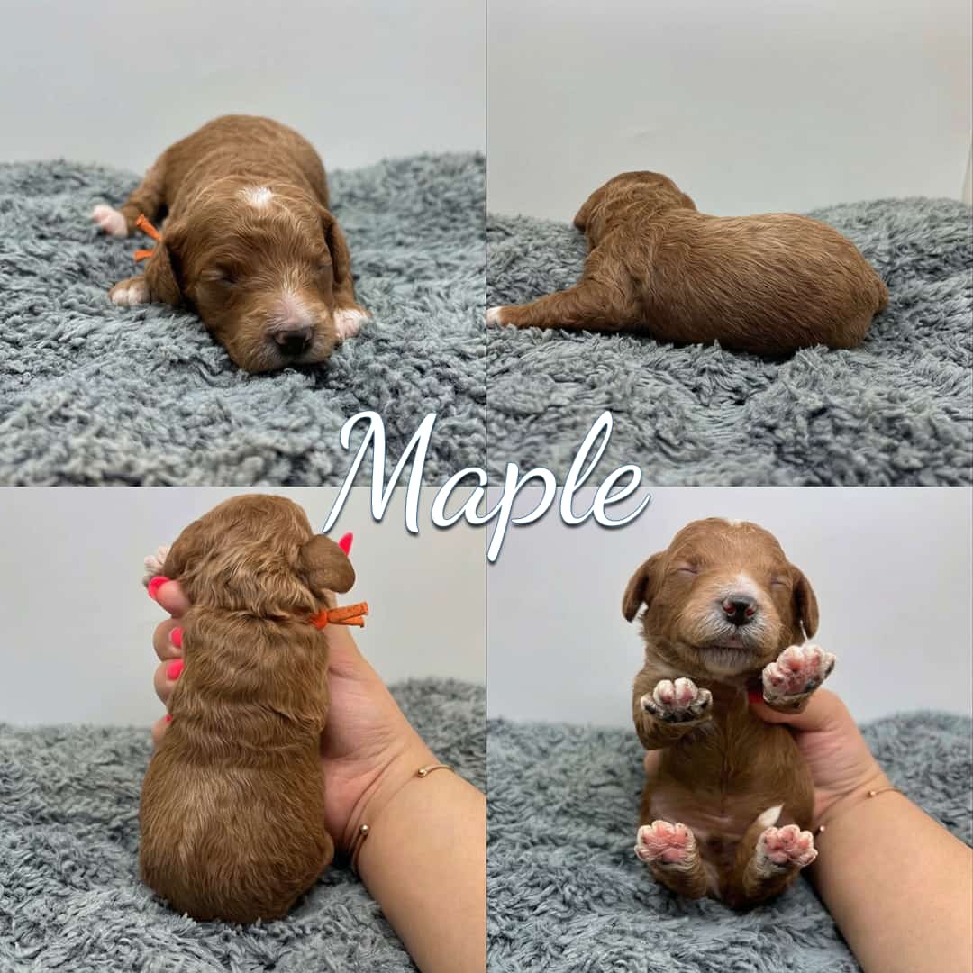 Four photos show a small brown puppy with a white snout and paws, named Maple. The Cavapoo puppy, seen from various angles with an orange ribbon, is lying on gray fur in two shots and held in a hand in two—Cavapoo puppies for sale.