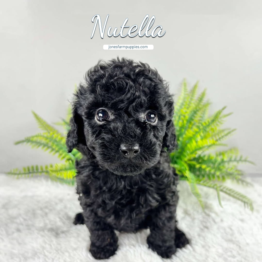 A small black curly-haired puppy sits on a soft surface in front of green fern leaves. The words Cavapoo Puppies For Sale and Nutella appear above its head in cursive, along with jonesfarmpuppies.com in smaller text.