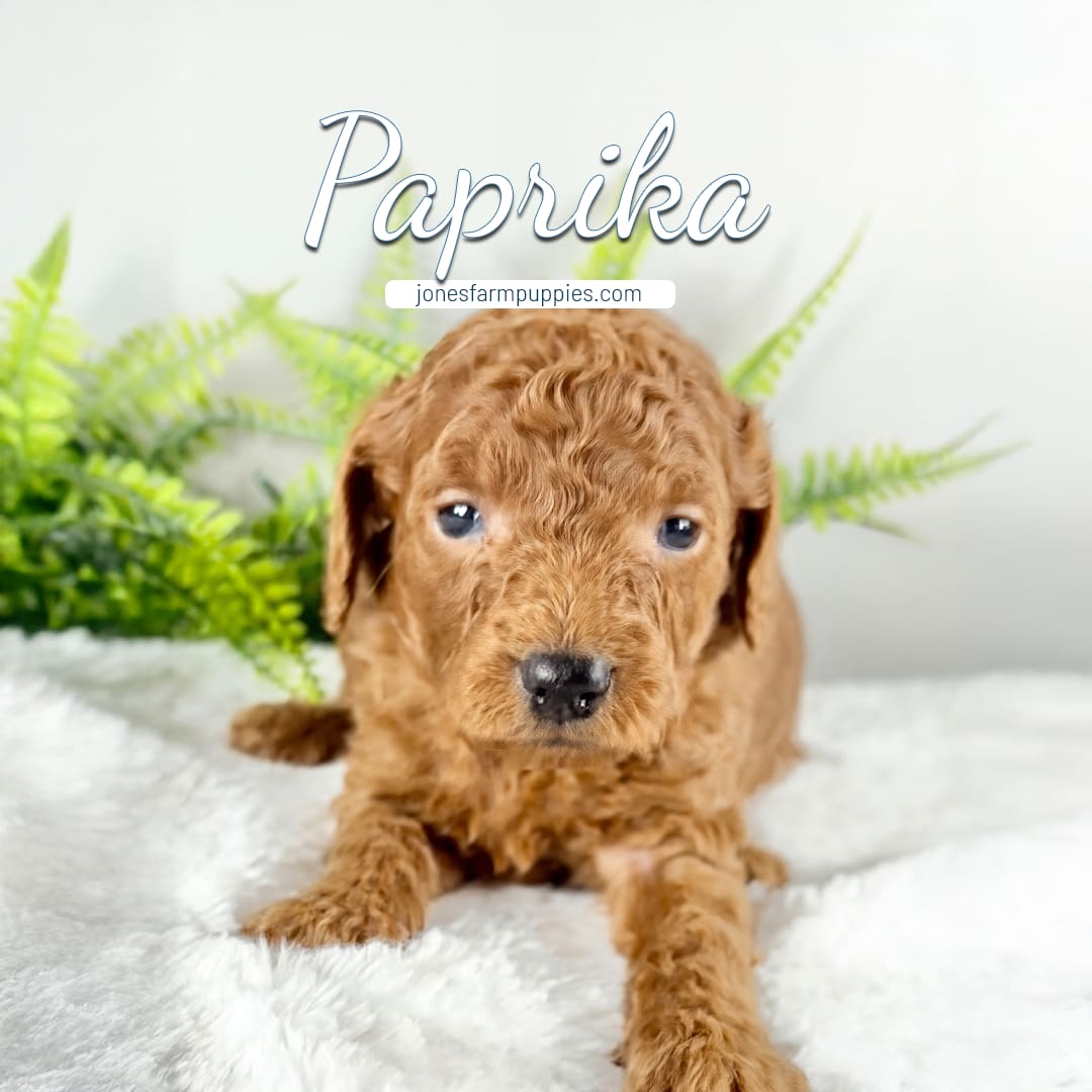 A curly-haired brown Cavapoo puppy lies on a white fluffy surface with green fern leaves in the background. The name Paprika is written above, along with the website jonesfarmpuppies.com—your source for Cavapoo Puppies For Sale.