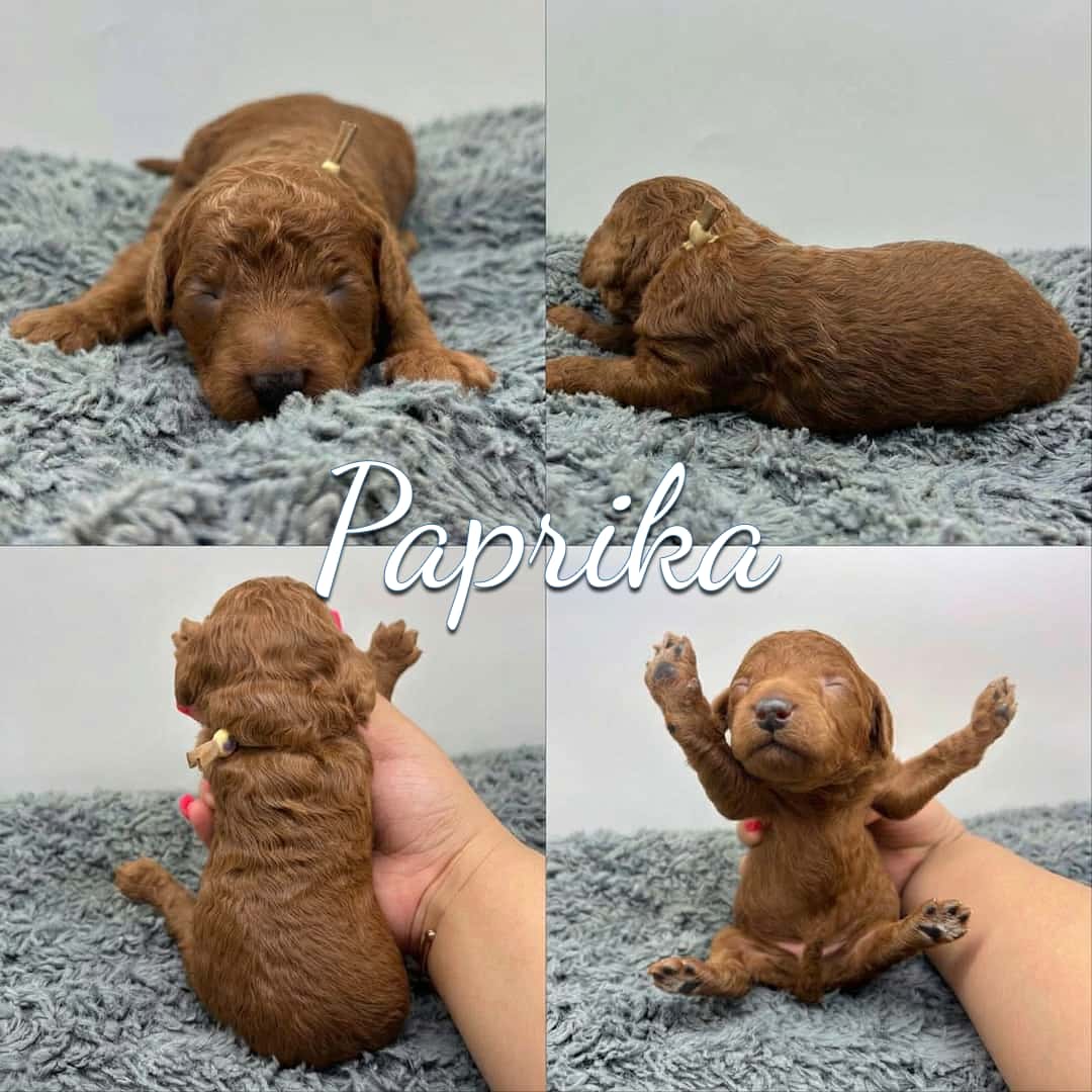 Four photos of a small brown puppy named Paprika on a gray blanket, showing front, side, back, and an adorable pose with paws raised. “Paprika” is written across the center. Perfect for those searching Cavapoo Puppies For Sale.
