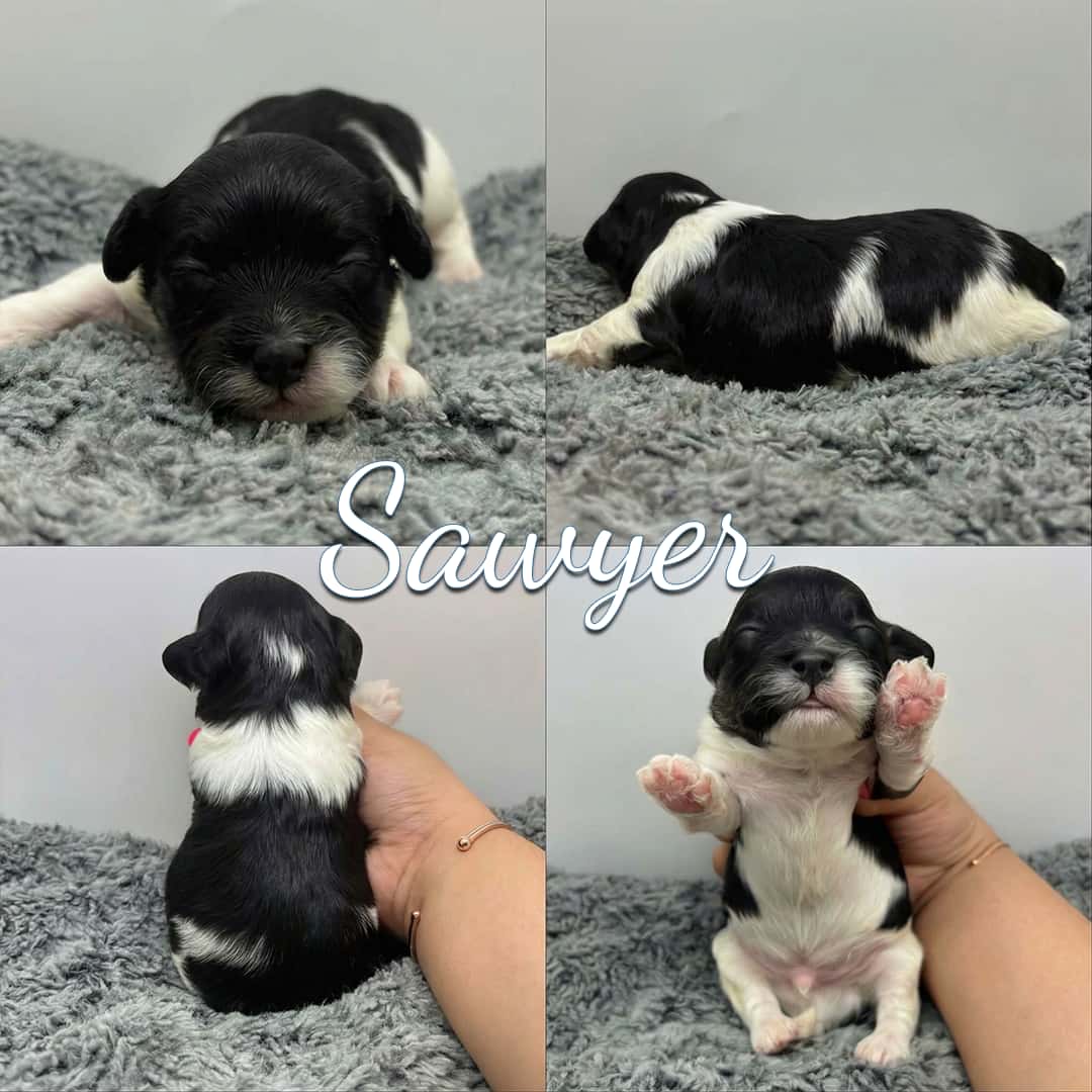 A collage of four photos shows a tiny black and white Cavapoo puppy named Sawyer on a gray fuzzy blanket, with front, side, back, and sitting views. The name Sawyer is written in cursive in the center. Cavapoo Puppies For Sale.