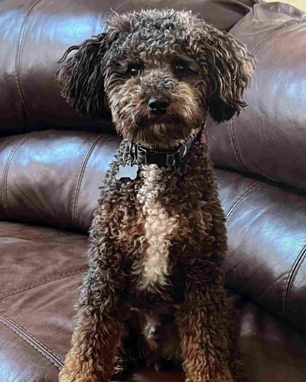 A curly-haired brown and black dog with a white patch on its chest sits on a brown leather couch, looking toward the camera. The dog wears a black collar with a bone-shaped tag. A curly-haired brown and black cavapoo dog with a white patch on its chest sits on a brown leather couch, looking toward the camera. The dog wears a black collar with a bone-shaped tag.