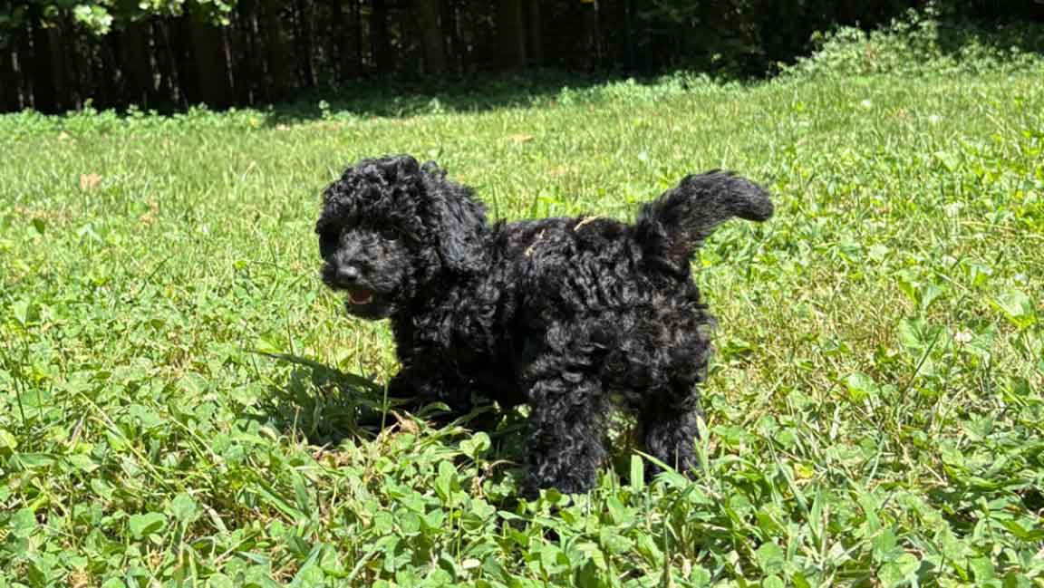A small black curly-haired puppy stands on green grass in a sunlit yard, as dog owners admire how outdoor play supports a healthy dog microbiome, with trees and shrubs in the background.