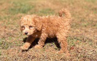 A small, fluffy brown puppy stands on dry grass in bright sunlight, looking slightly to the left.