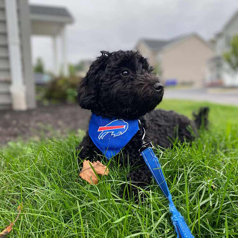 A black curly-haired dog wearing a blue Buffalo Bills bandana and leash lies on green grass in a suburban yard, showing the consistency of its dog routine amid houses and a cloudy sky in the background.