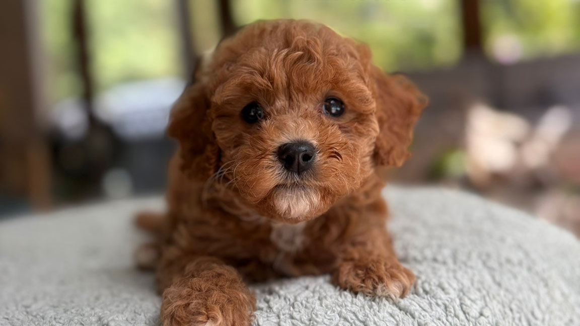 A small, curly-haired brown puppy lies on a soft, light-colored surface, looking directly at the camera with big, dark eyes. The cozy scene highlights the importance of consistency in any dog routine for a happy pup. The background is blurred with hints of greenery.