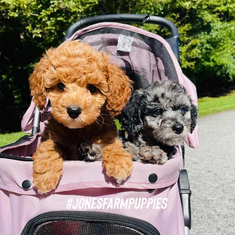 Two adorable puppies, one brown and one gray with black spots, sit together in a pink stroller outdoors. 