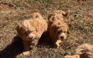 Two fluffy, light brown Cavapoo puppies with curly fur walk side by side on patchy grass in bright sunlight, enjoying their daily dog routine, proof that healthy habits make for happier dogs.