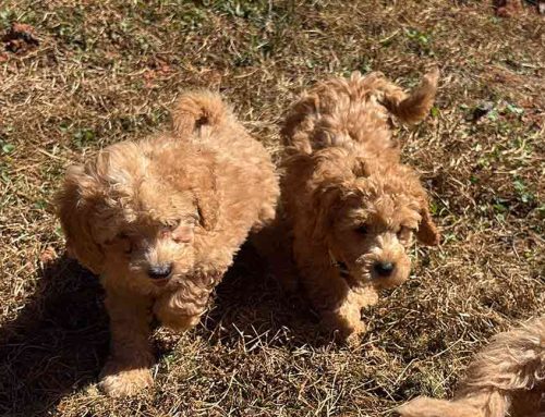 Dog Routine Essentials: Why Consistency Makes Happier Dogs