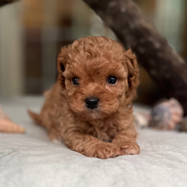 A small, curly-haired brown Cavapoo puppy lies on a soft surface, looking toward the camera with wide, dark eyes.