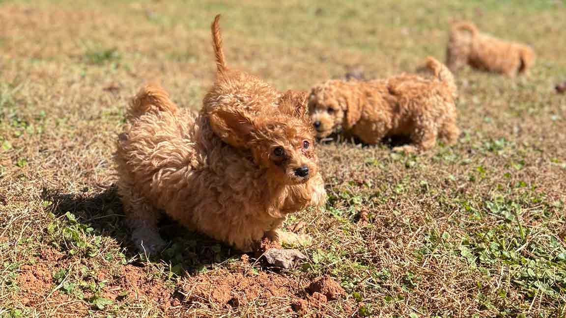 Three small curly-haired puppies play on a grassy field under the sun. Their playful antics highlight the importance of early socialization as one crouches in the foreground while the other two explore in the background.