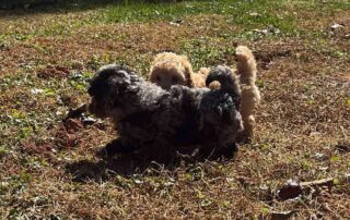 Three small puppies, one with dark fur and two with light fur, enjoy early socialization as they play together on a patch of sunlit, dry grass with some green plants scattered around.