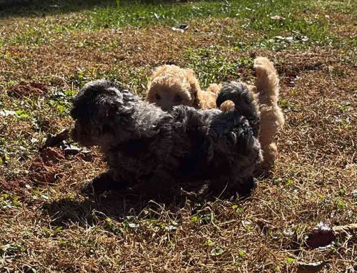 How Early Socialization Shapes Your Dog for Life