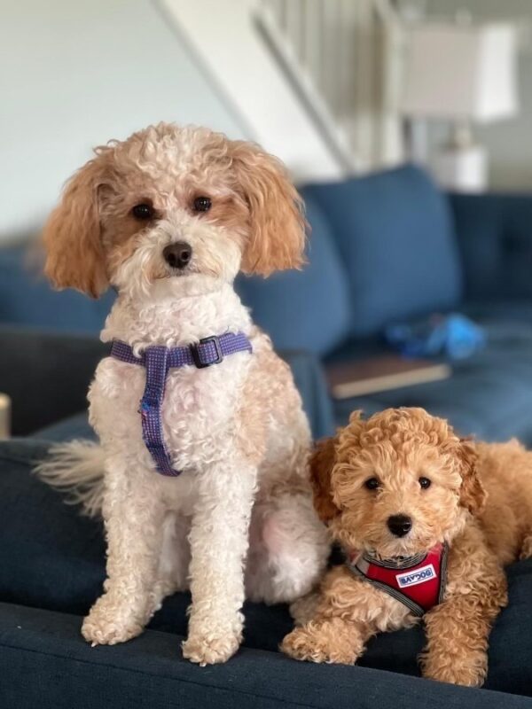 Two small, curly-haired dogs sit on a blue couch. One dog is sitting upright wearing a purple harness, while the other lies beside it wearing a red harness. Both dogs have light brown and white fur. Two small, curly-haired dogs sit on a blue couch. One dog is sitting upright wearing a purple harness, while the other lies beside it wearing a red harness. Both dogs have light brown and white fur.