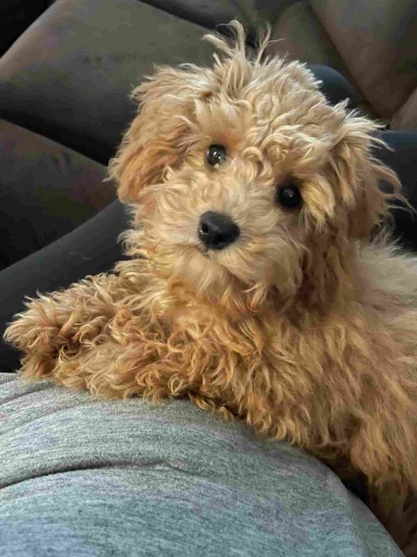 A fluffy, light brown puppy with curly fur lies on a persons lap, looking up with dark, expressive eyes; the background shows a dark couch. A fluffy, light brown cavapoo puppy with curly fur lies on a persons lap, looking up with dark, expressive eyes; the background shows a dark couch.
