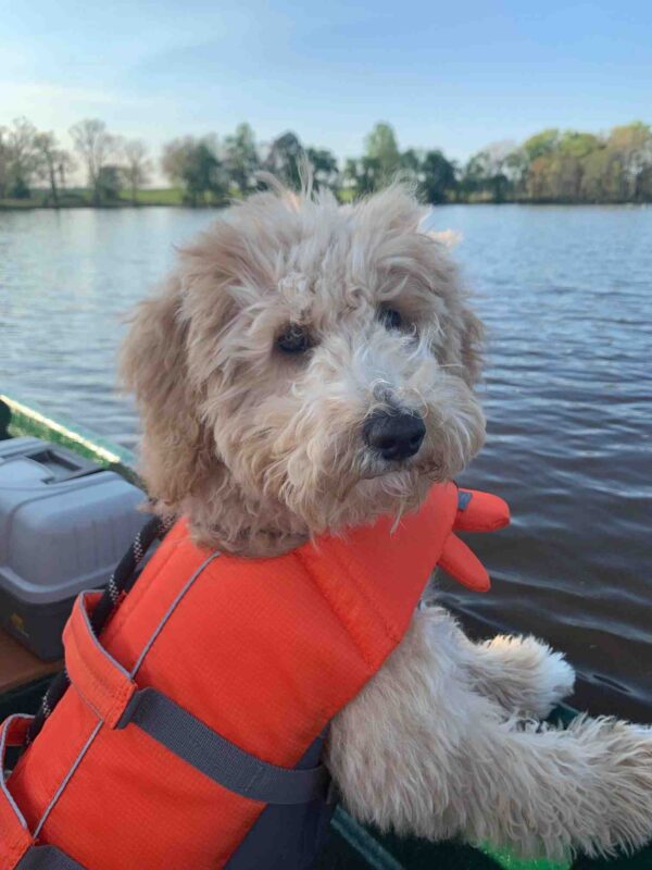 A fluffy light brown dog wearing an orange life jacket sits on a boat by a calm lake, with trees and blue sky in the background. A fluffy light brown cavapoo dog wearing an orange life jacket sits on a boat by a calm lake, with trees and blue sky in the background.