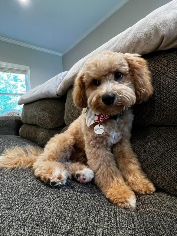 A fluffy, light brown dog with curly fur sits on a dark couch, tilting its head. The dog wears a collar with tags and a decorative bandana, and a window with trees is visible in the background. A fluffy, light brown cavapoo dog with curly fur sits on a dark couch, tilting its head. The dog wears a collar with tags and a decorative bandana, and a window with trees is visible in the background.