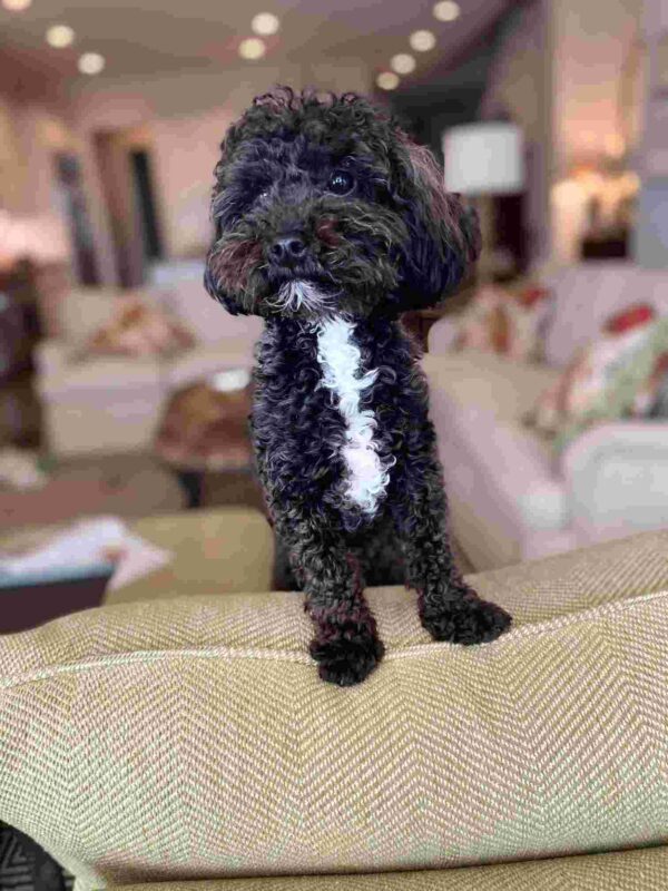 A small black poodle with a white patch on its chest stands on the back of a beige couch in a cozy, softly lit living room. A small black poodle with a white patch on its chest stands on the back of a beige couch in a cozy, softly lit living room.