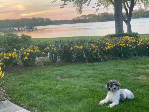 A fluffy black and white dog lies on green grass near yellow flowers, with a calm lake and trees in the background at sunset. A fluffy black and white dog lies on green grass near yellow flowers, with a calm lake and trees in the background at sunset.