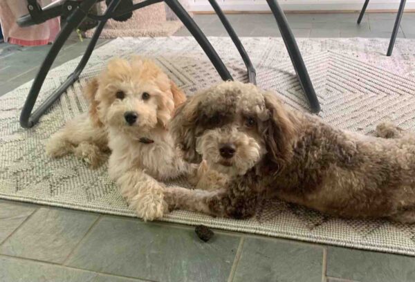 Two fluffy dogs, one light-colored and one dark brown, lie on a patterned rug next to each other under a black chair, looking toward the camera. Two fluffy cavapoo dogs, one light-colored and one dark brown, lie on a patterned rug next to each other under a black chair, looking toward the camera.