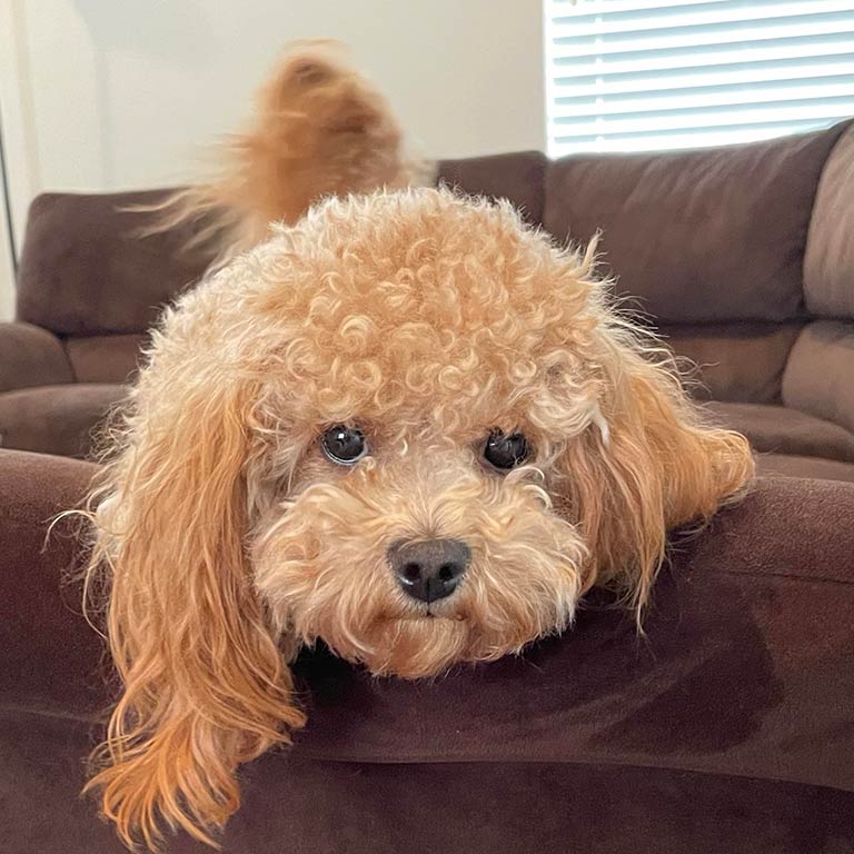 A small, curly-haired Cavapoo with slight tear stains rests its head on the arm of a dark brown sofa, looking directly at the camera with wide eyes. Blinds and part of a tail are visible in the background.