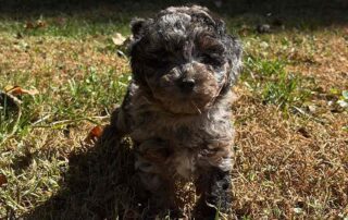 A small, curly-haired puppy with dark and light fur stands on dry grass in sunlight, looking up at the camera.