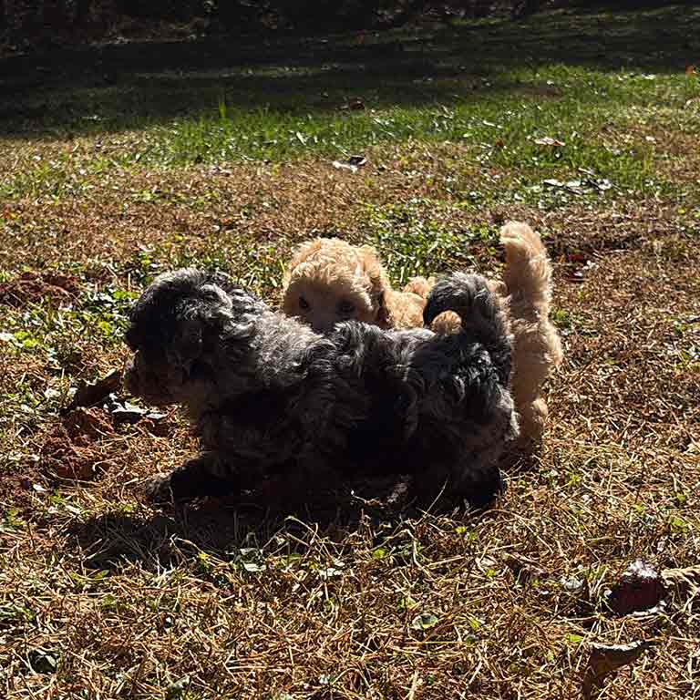 Two small puppies, one black and gray and the other light brown, race around with zoomies, playfully chasing each other on a patch of dry grass in a sunlit outdoor area.
