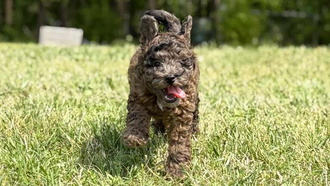 A small, curly-haired brown puppy with zoomies runs toward the camera on a grassy lawn, its tongue out and ears flopping. Trees and a blurred object are in the background.