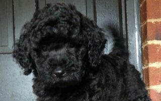 A close-up of a curly-haired black puppy with zoomies energy stands in front of a dark door, with part of a red brick wall visible on the right side.