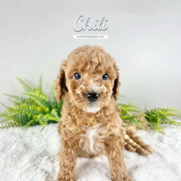 A curly-haired brown Cavapoo puppy with white markings sits on a fluffy white surface in front of green ferns. The text Chili and jonesfarmpuppies.com appear above the puppy, showcasing adorable Cavapoo Puppies For Sale. choosing a cavapoo