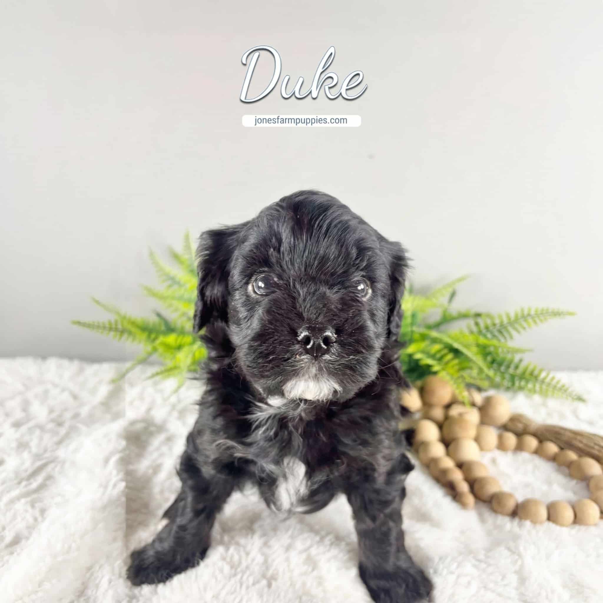 A small black Cavapoo puppy with a white patch on its chest sits on a white blanket in front of green ferns and a wooden bead garland. The word Duke is written above, along with a website link for Cavapoo Puppies For Sale.